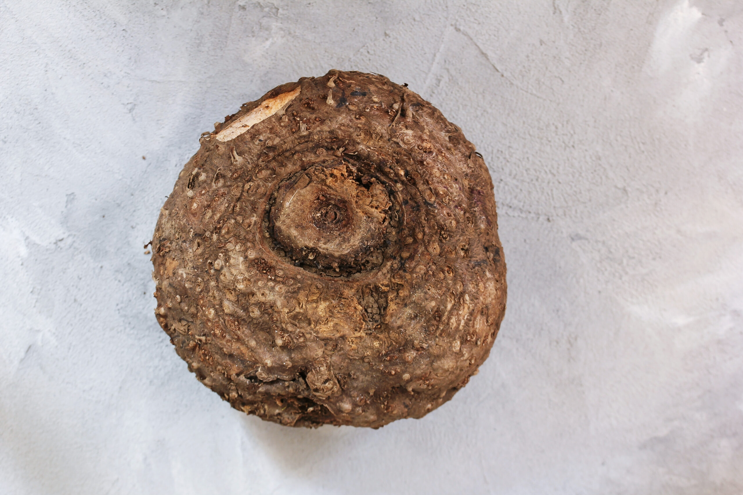 Whole raw elephant yam on a gray background.