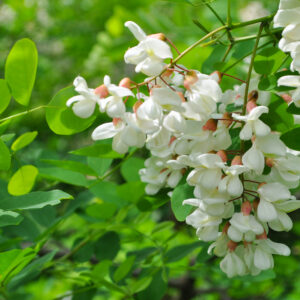 Acacia,Tree,Flowers,Blooming,In,The,Spring.,Acacia,Flowers,Branch Acacia Fiber