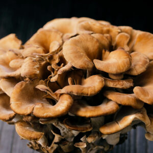 Cluster of Maitake Mushroom on a dark brown background.