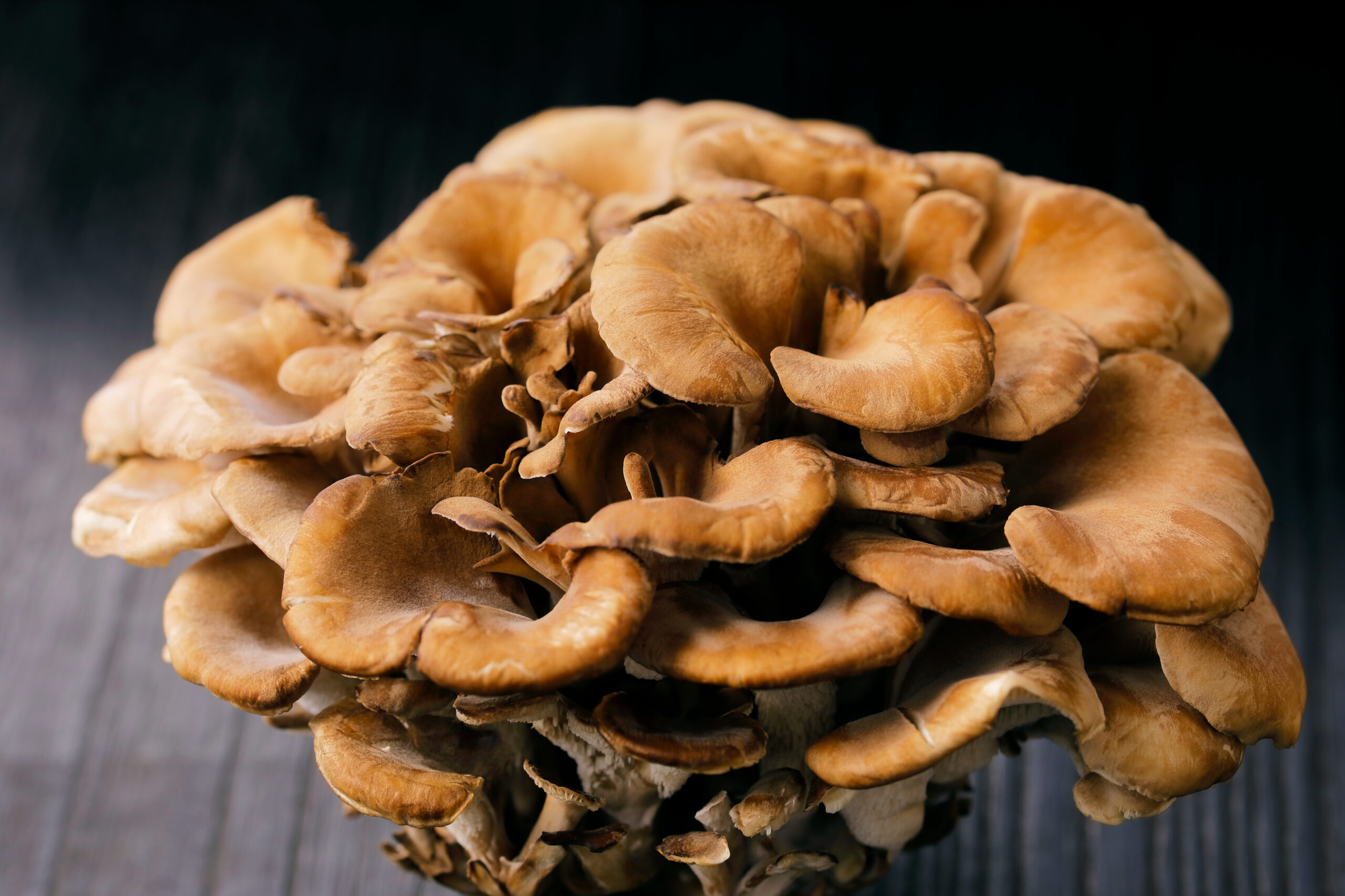 Cluster of Maitake Mushroom on a dark brown background.