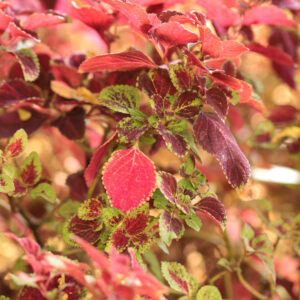 Forskolin – Coleus forskohlii Forskolin plant