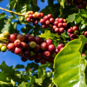 Coffee,Beans,On,Coffee,Tree,,In,Brazil Coffee Beans Growing