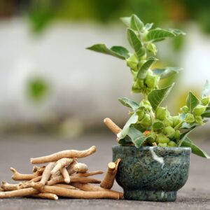 Ashwagandha,Fresh,Green,Leaves,On,The,Stem,,Medicinal,Herb,Plant, Ashwagandha