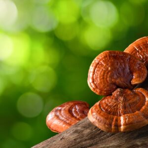 Closeup of Reishi mushrooms growing on a tree.