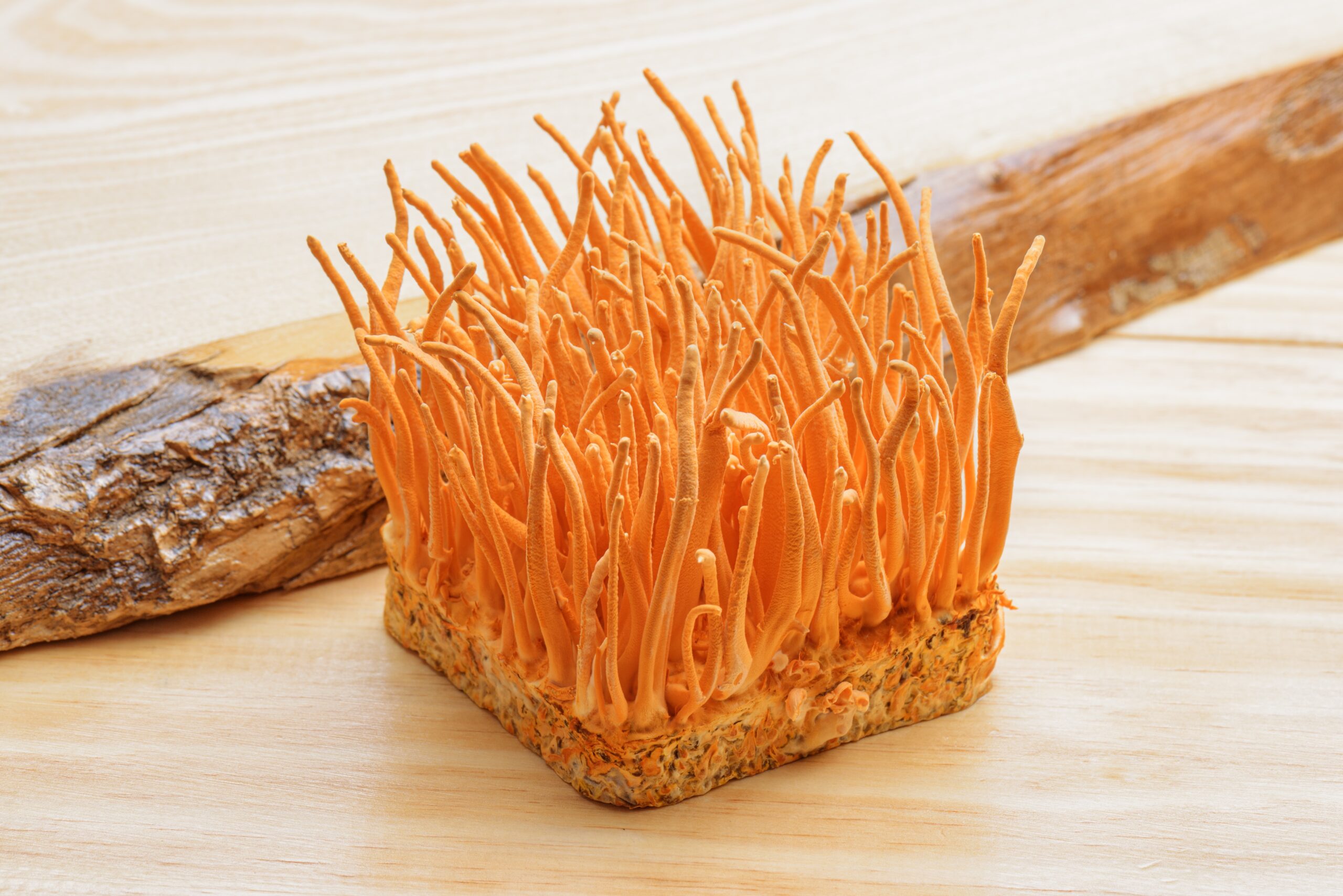 Cordyceps