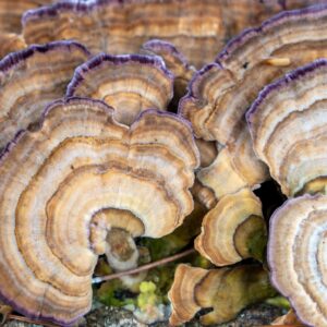 A Closeup Of A Trametes Versicolor Mushroom Also Known As Turkey Tail Mushroom