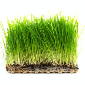 Wheat Grass growing in a tray