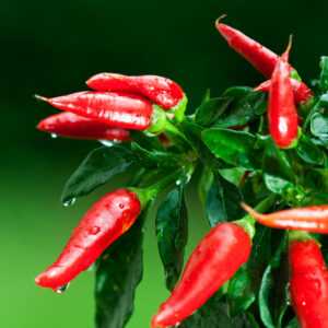 Ripe,Red,Hot,Chili,Peppers,On,A,Tree Red Chiles growing